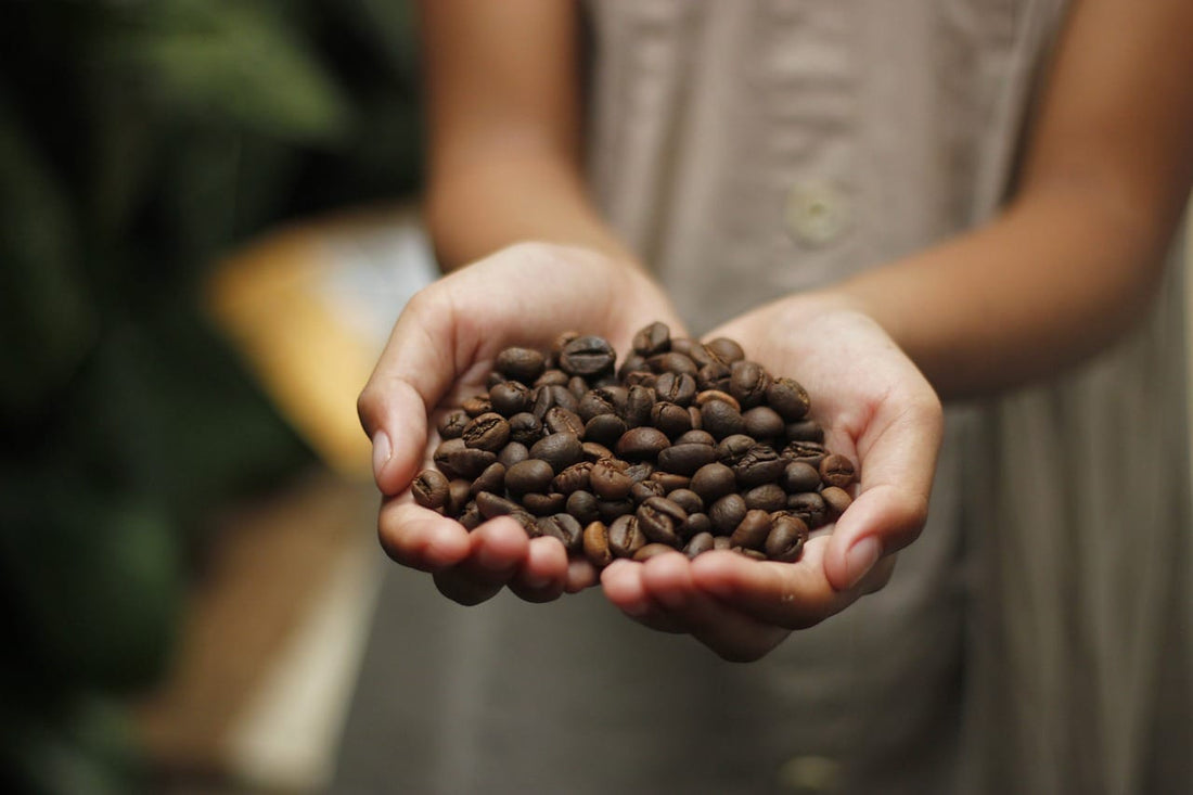 A person holding roasted coffee beans in their hand.